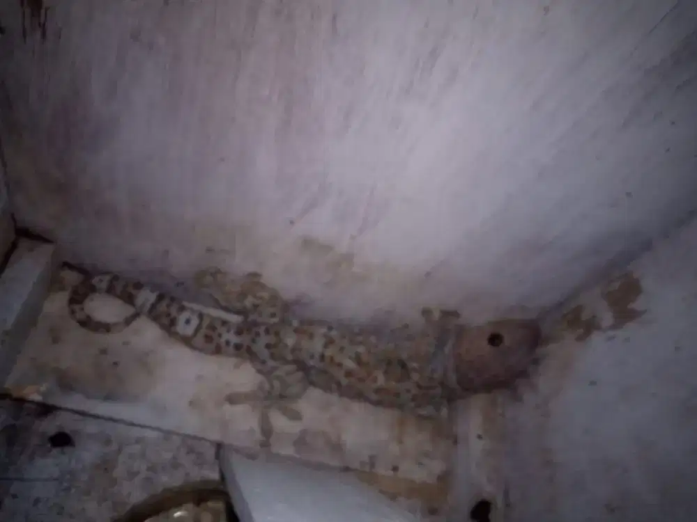 Dijual Tokek Sehat-Cocok Untuk Koleksi Reptil Eksotis