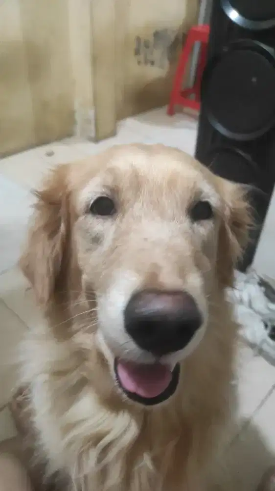 Jual anjing golden umur 2thn