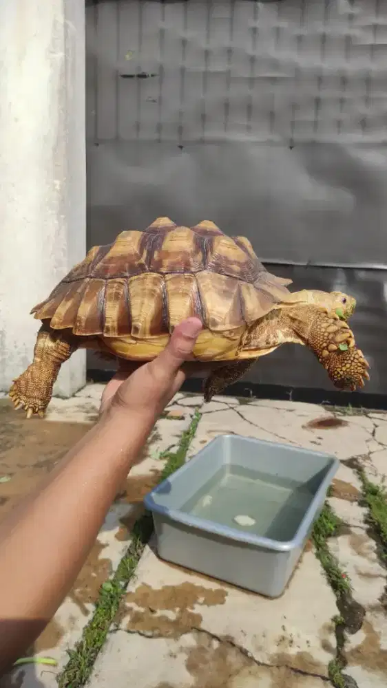 KURA KURA DARAT SULCATA UK 27/28 CM SUPER RAKUS