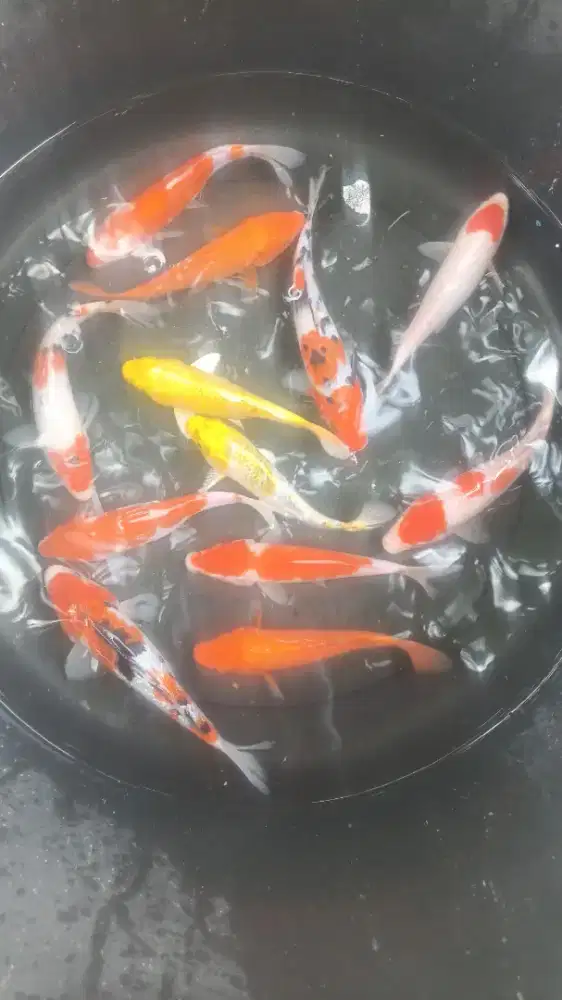 Jual koi ukuran 18-20