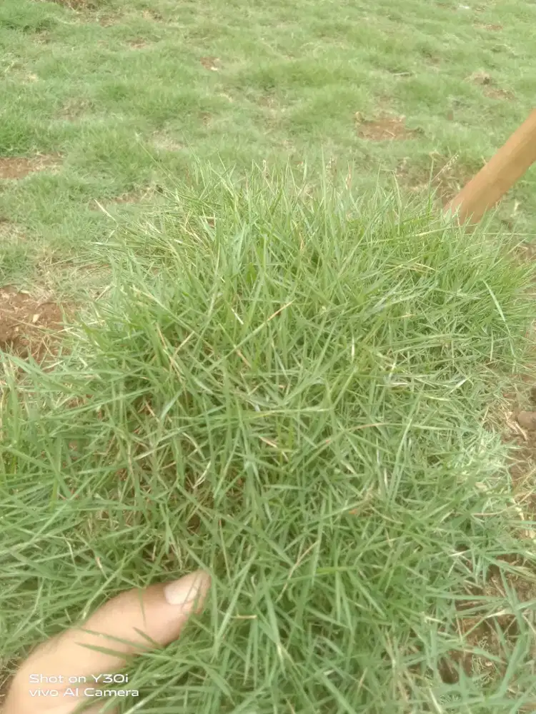jual rumput taman siap kirim
