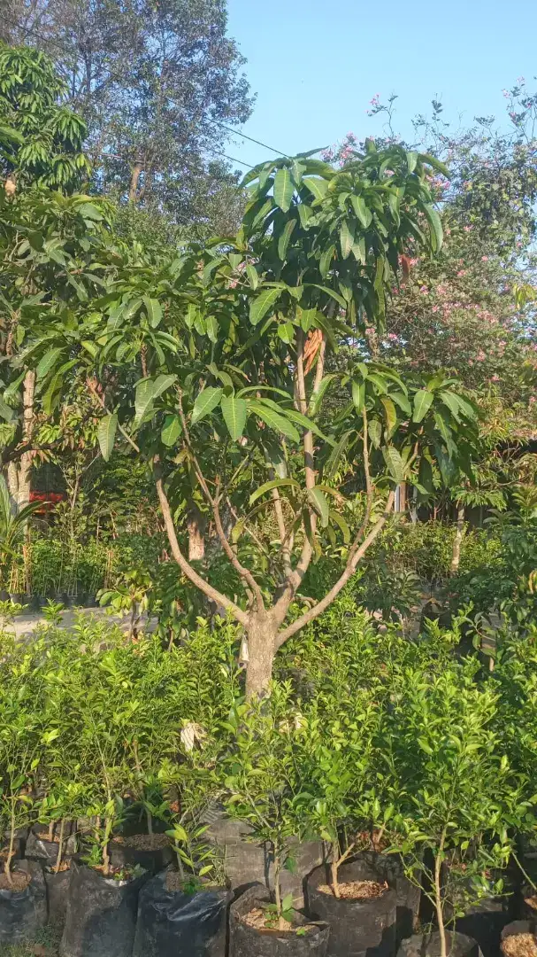 Pohon mangga kiojay hasil okulasi batang besar