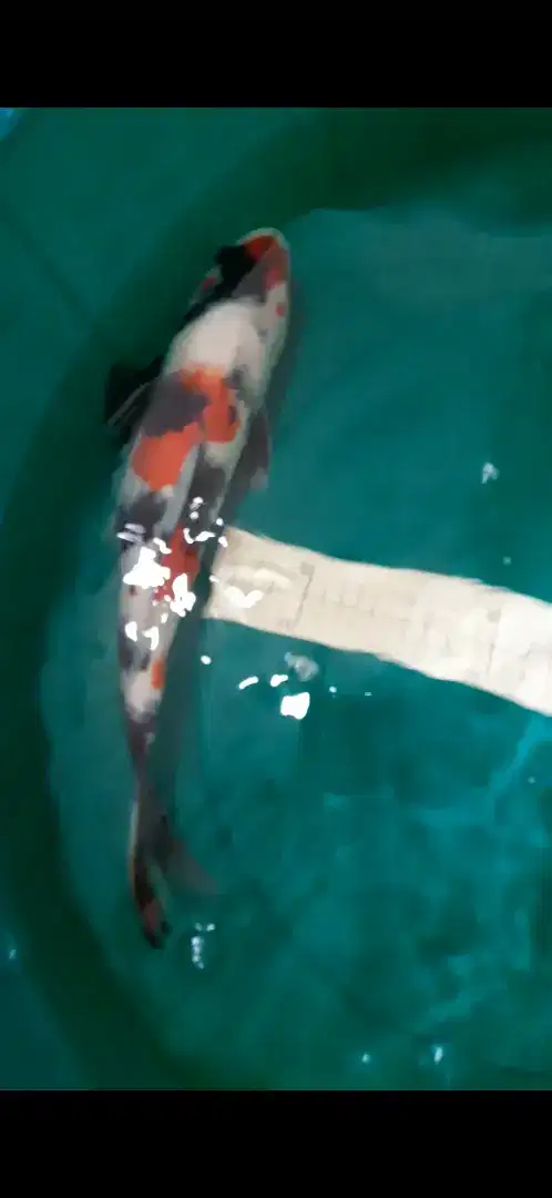 Ikan koi Showa Kindai X Blitar 36cm