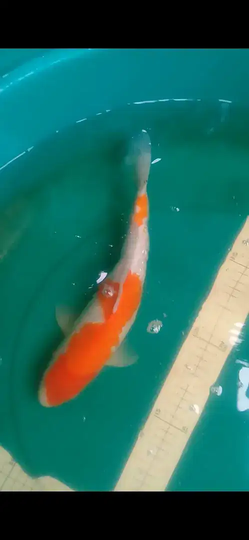 Ikan koi Kohaku Ginrin 37cm high quality lokal