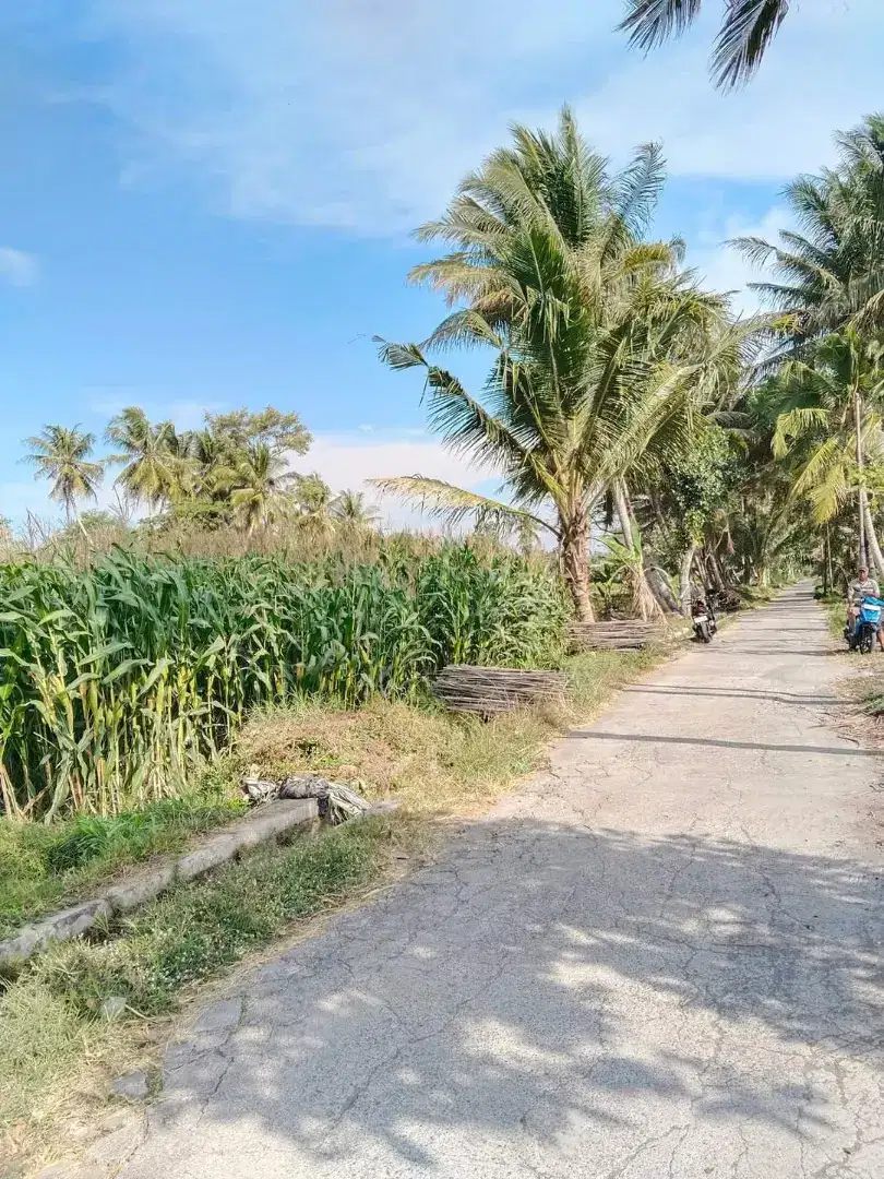 Di jual tanah SHM sawah murah dekat kampus UII