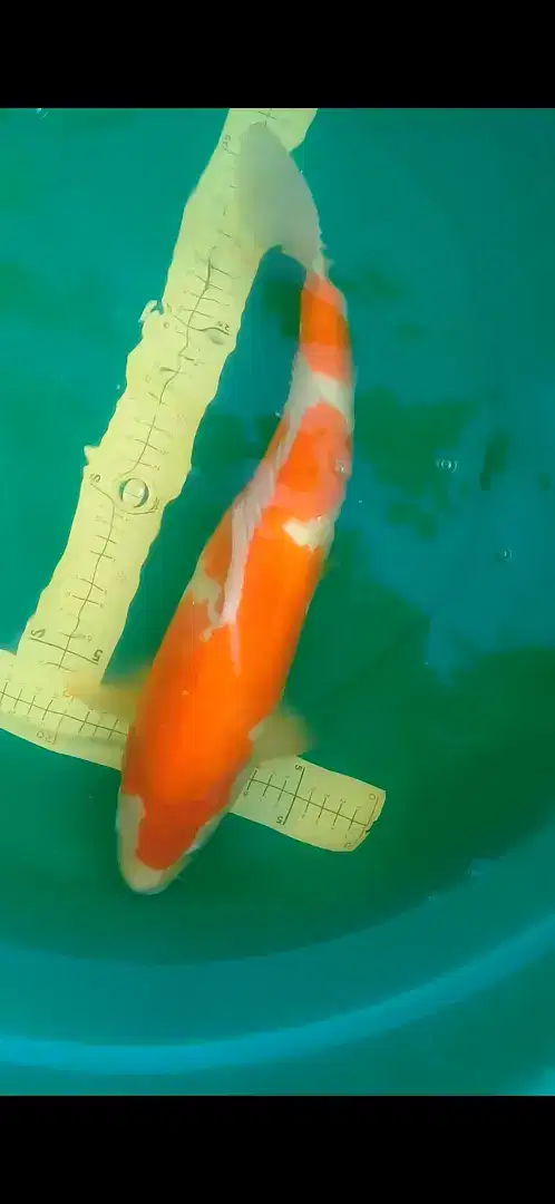 Ikan koi Kohaku 43cm bagus jumbo