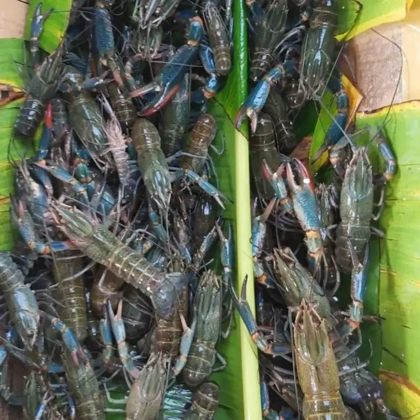 Lobster Air Tawar Konsumsi kaya Protein