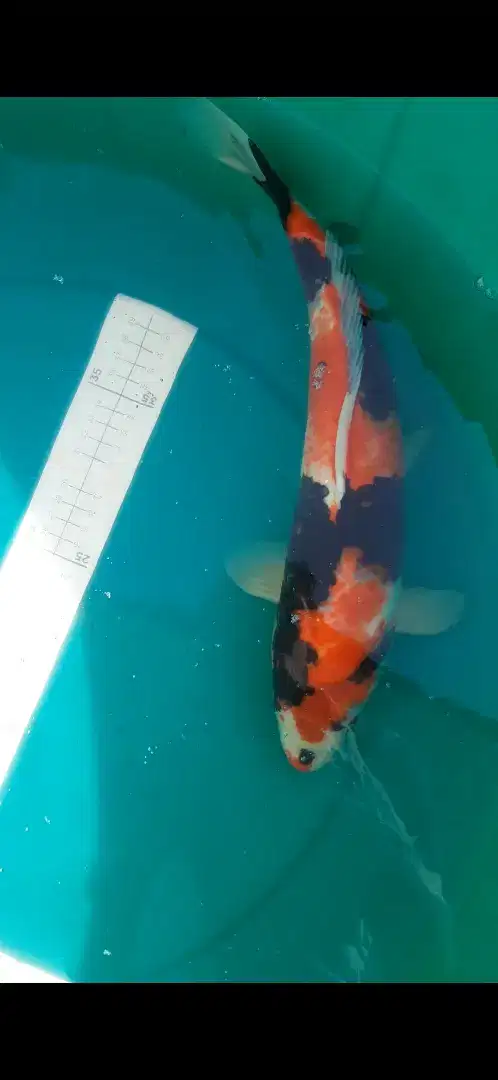 Ikan koi Showa 38cm HQ asli Blitar