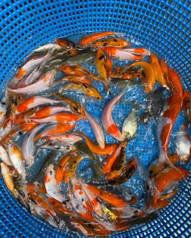 Koi Warna Mix Size 9-11 Cm Grate A Blitar