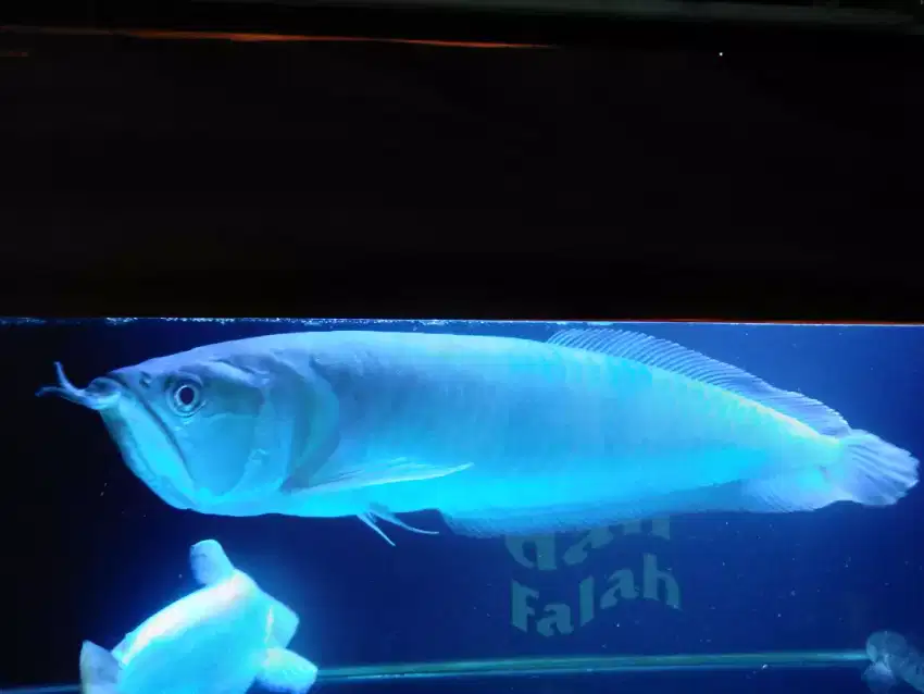 Arowana silver Arowana brazil