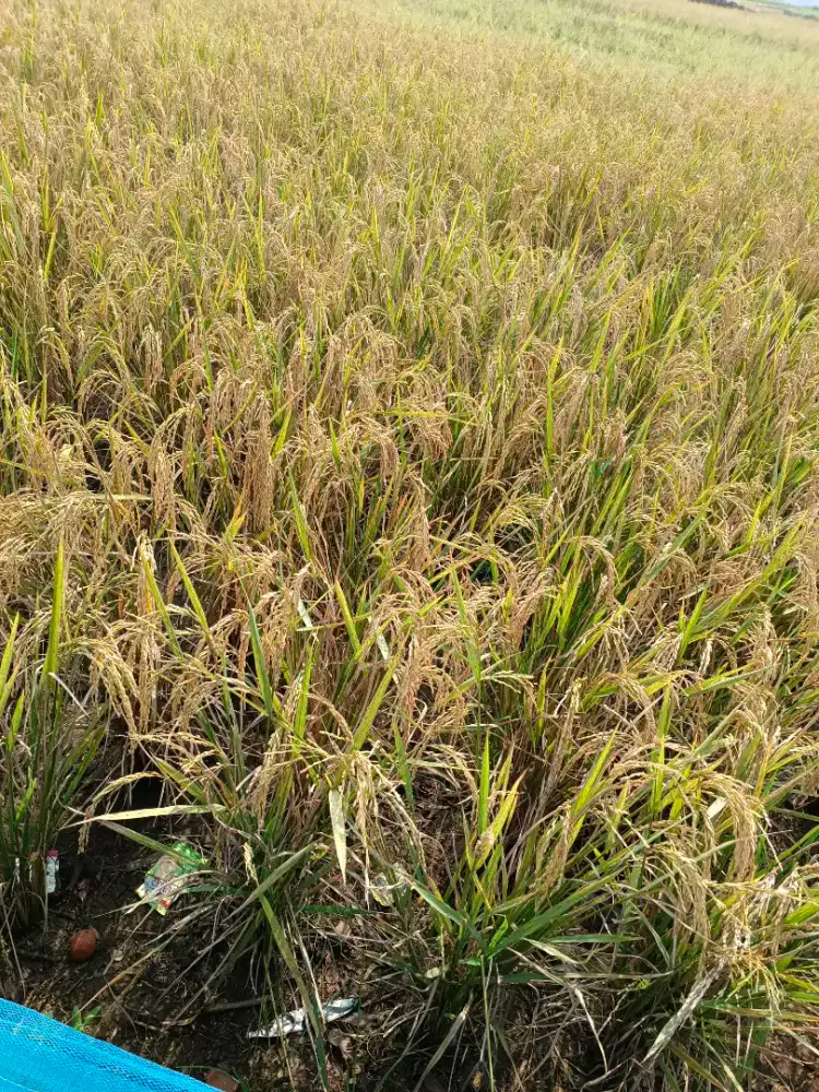 Sawah di jual di tirtamuya