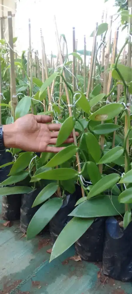 Bibit Vanili Planifolia 7-10 daun - min 100 bibit