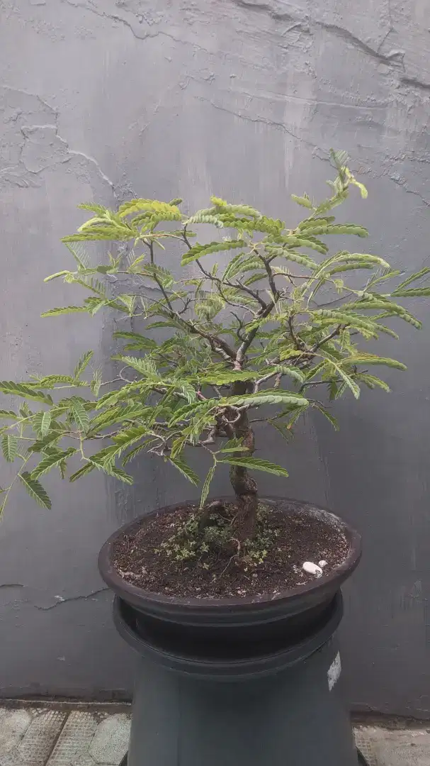 Bonsai asem jawa