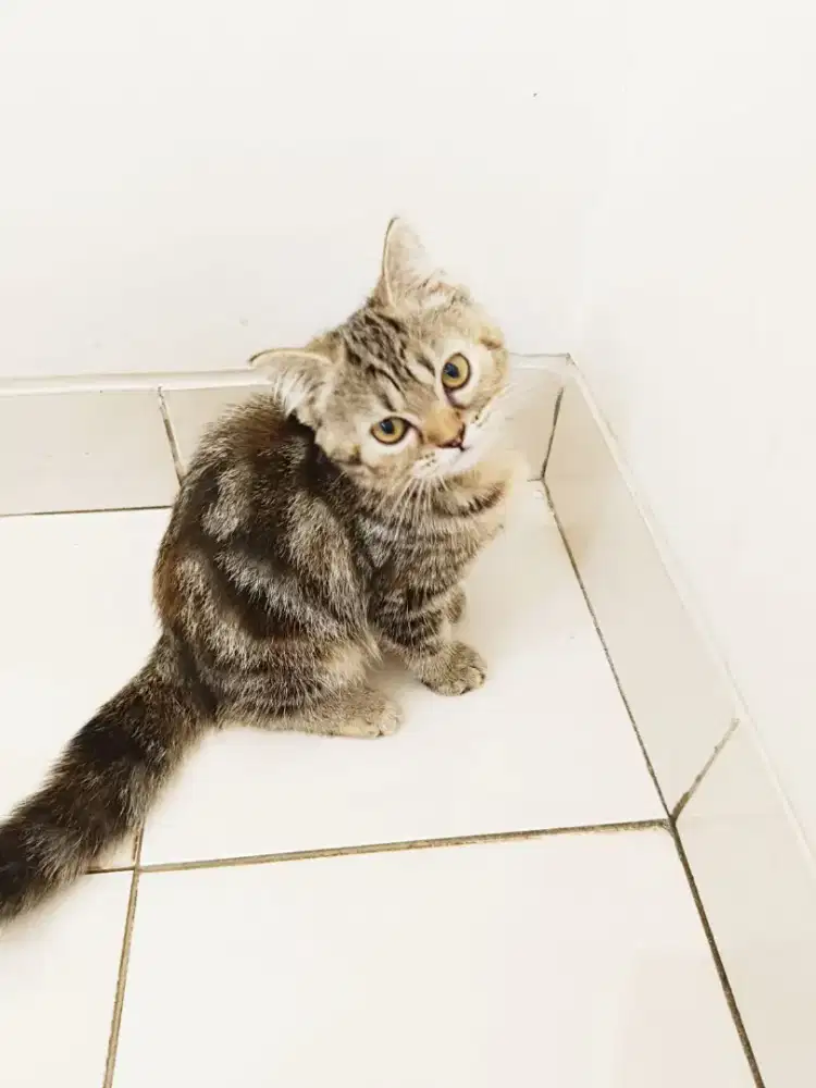 Kucing kitten 4 bulan++