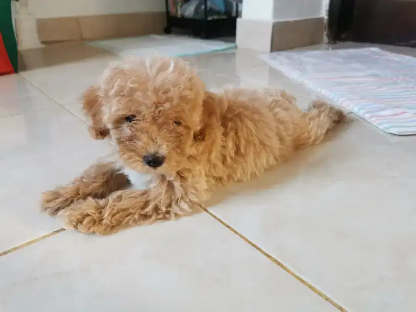 Jual  poodle x maltese