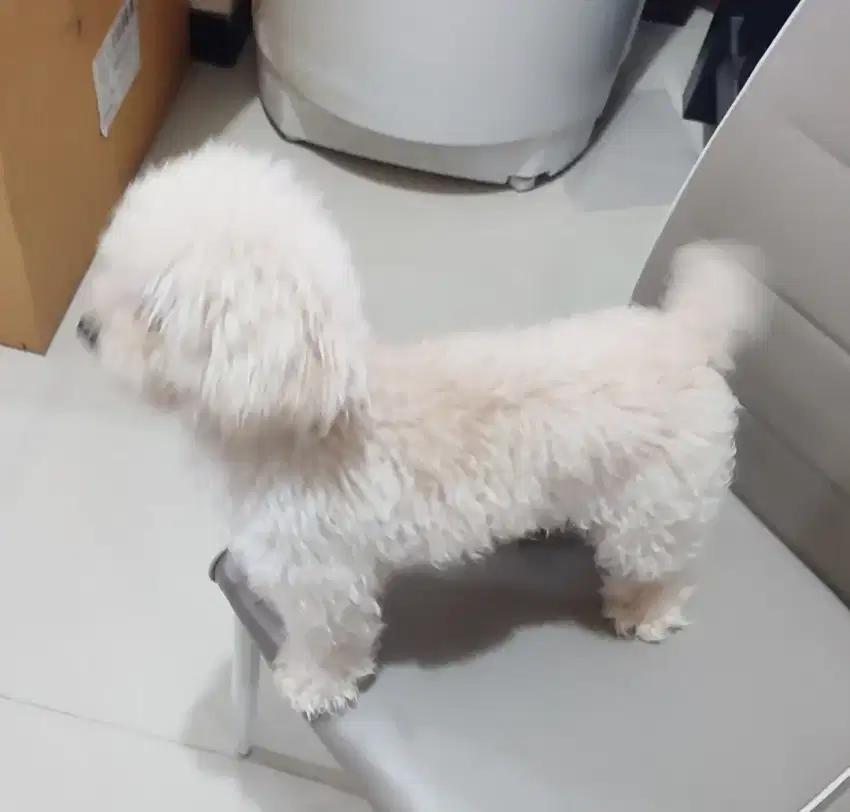 Jual Anjing Poodle.