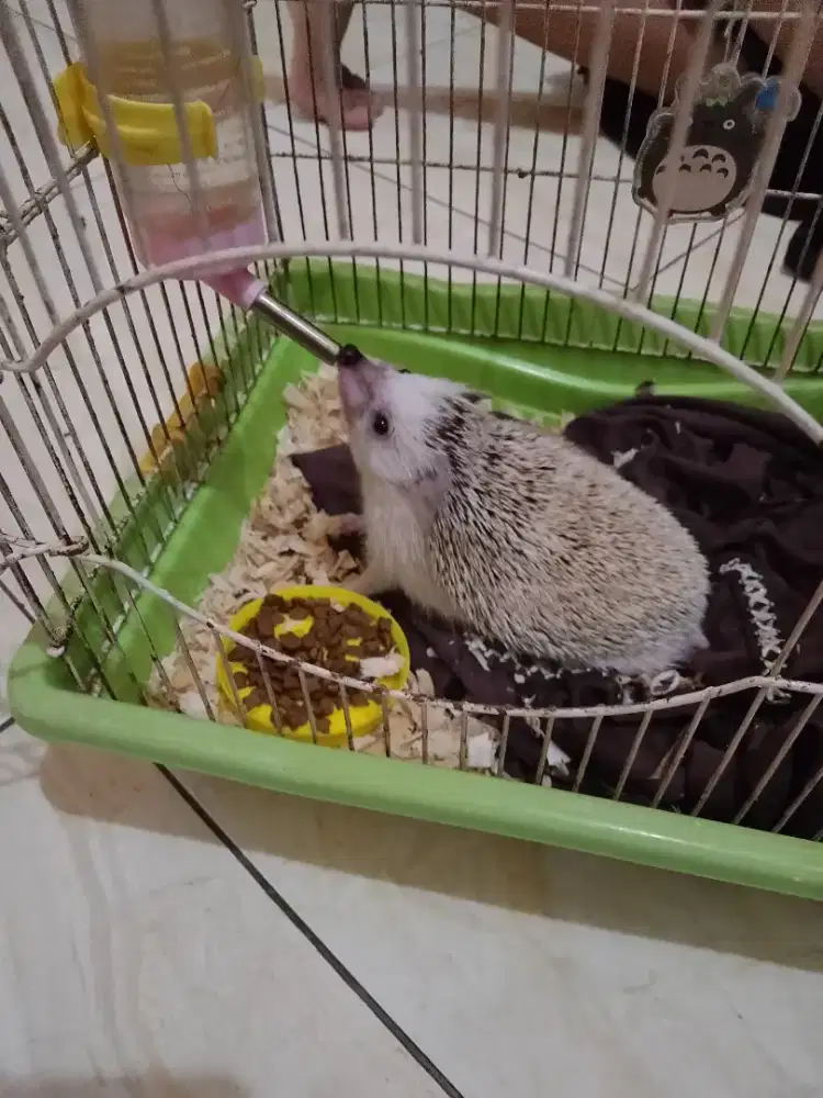 Landak Mini Dewasa Harga Khusus Bulan Ramadhan dan Idul Fitri