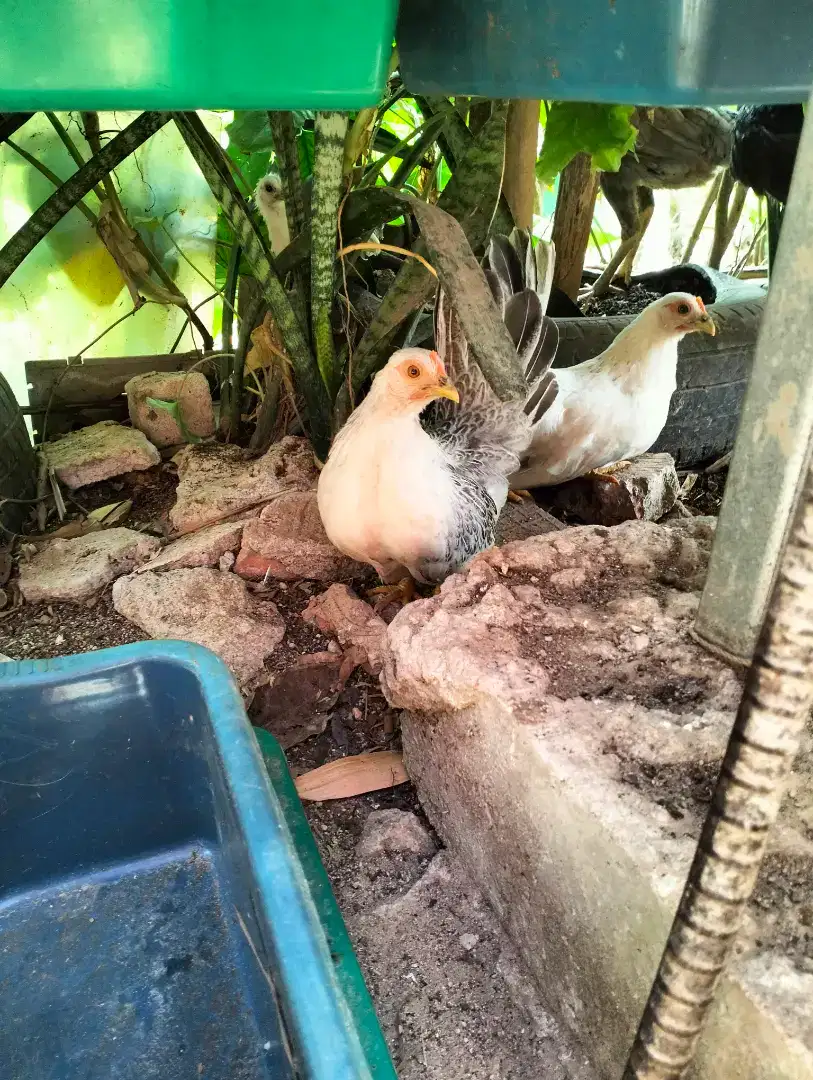 Jual ayam kate sepasang