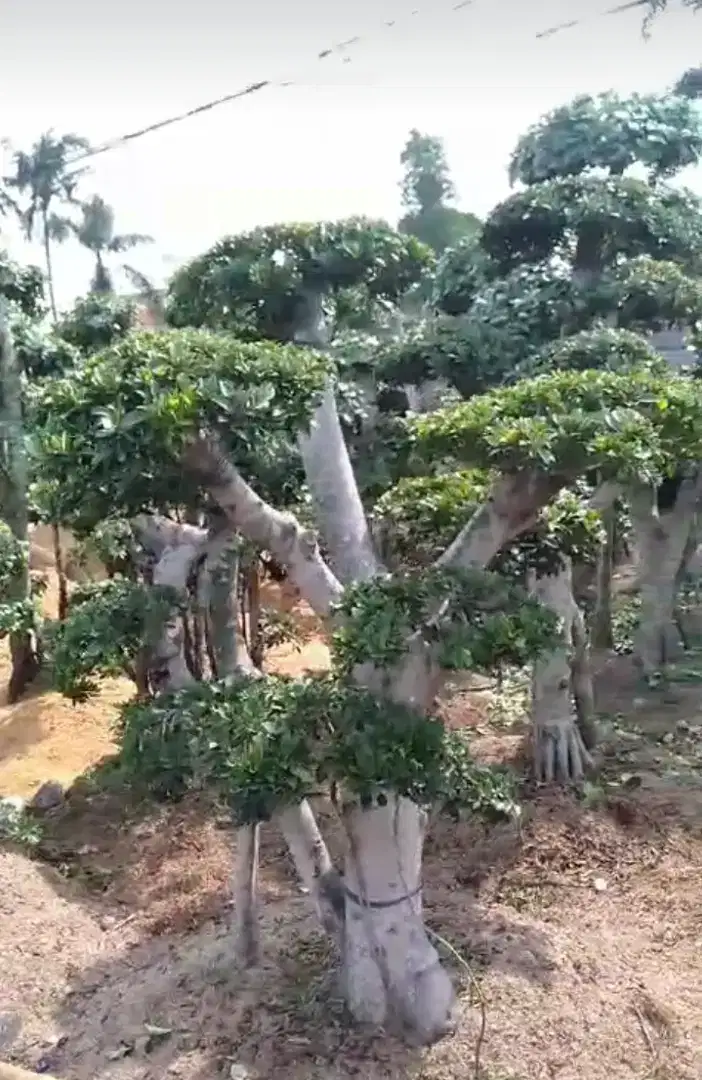 Pohon bonsai beringin korea
