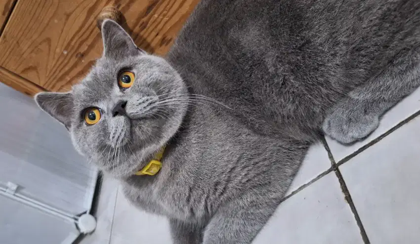 british shorthair