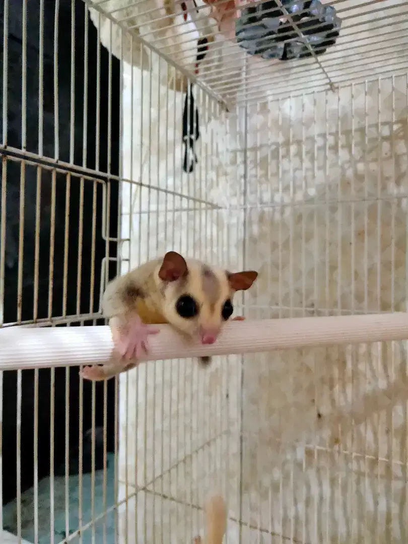 Sugar Glider Platinum Jantan