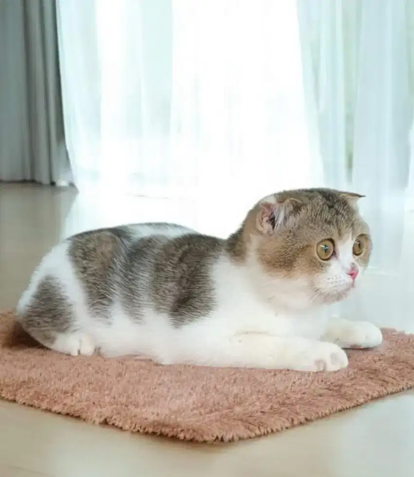 Scottish fold golden bicolor/bsh/Munchkin