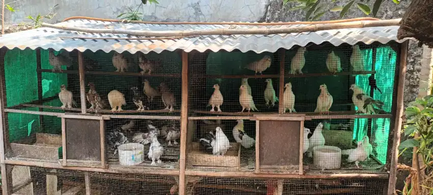 Burung Merpati Kipas