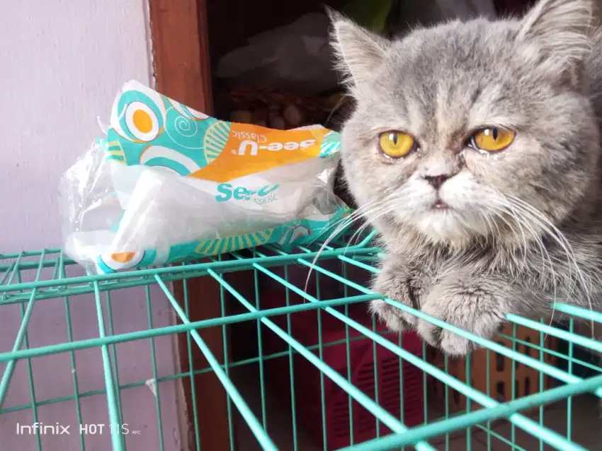 Kucing Exotic Shorthair