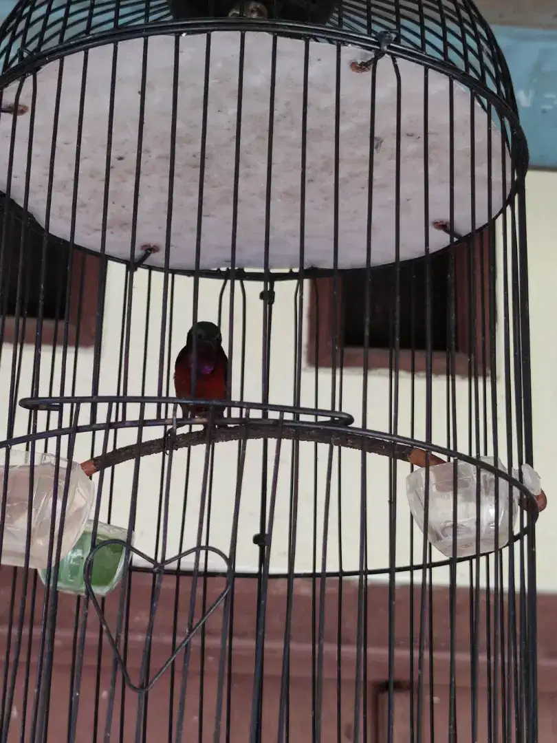 Burung Konin Dacok Gacorrrr Plus Kandang Helopet Fullset Plafon Karpet