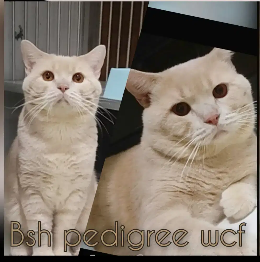 PACAK BSH FAWN PEDIGREE WCF(PROMO)