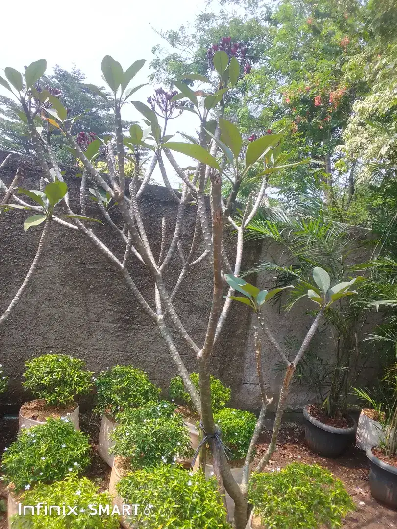 Jual pohon Kamboja Bunga kecap