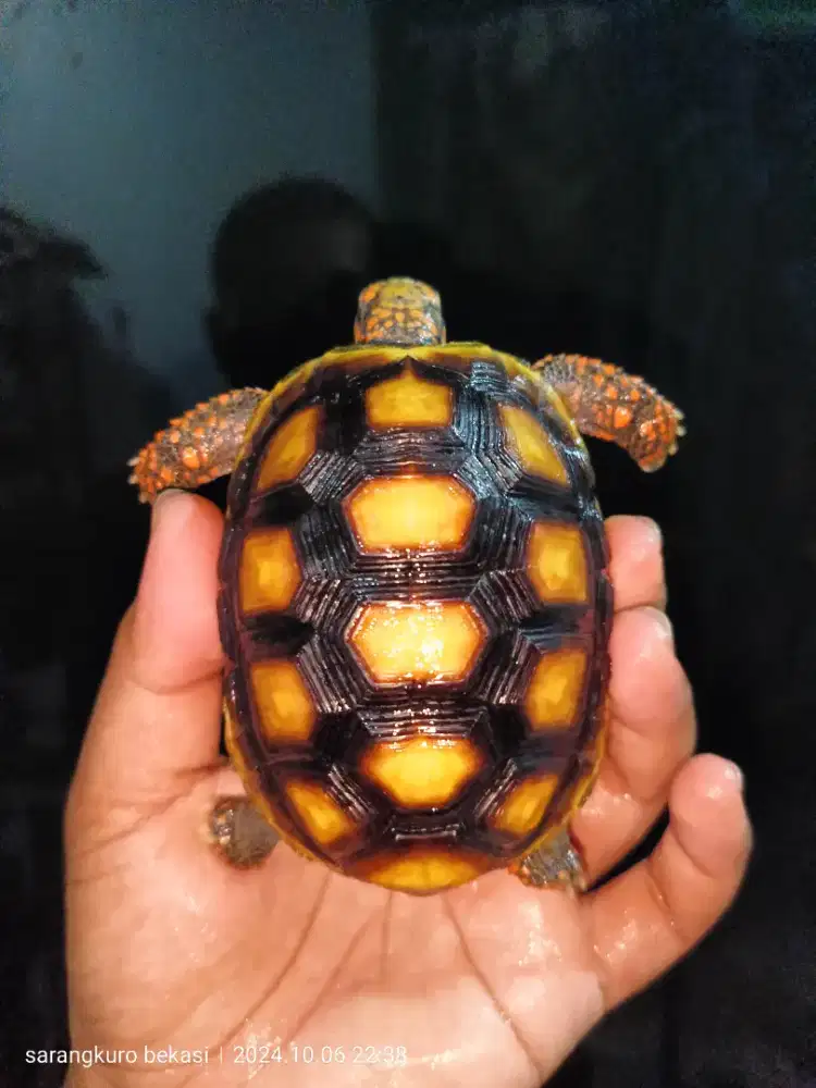 Kura darat red foot tortoise 10cm