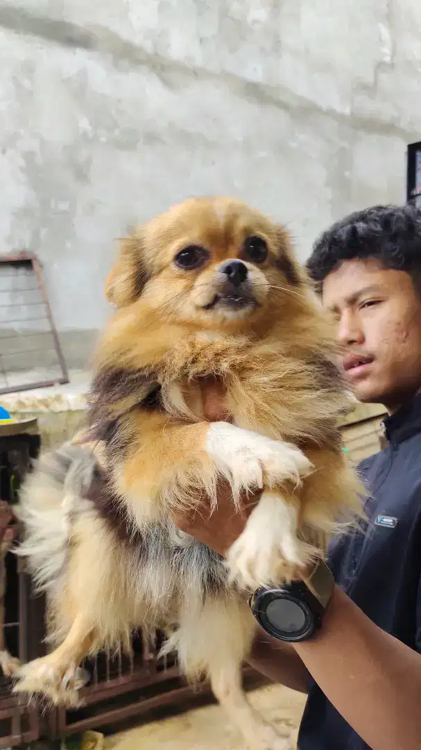 Buat yang cepat mau adopsi minipom mix cihuahua