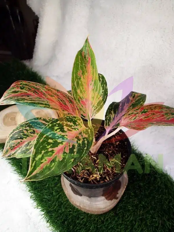 Tanaman Hias Aglonema Widuri / Aglaonema Red Peacock