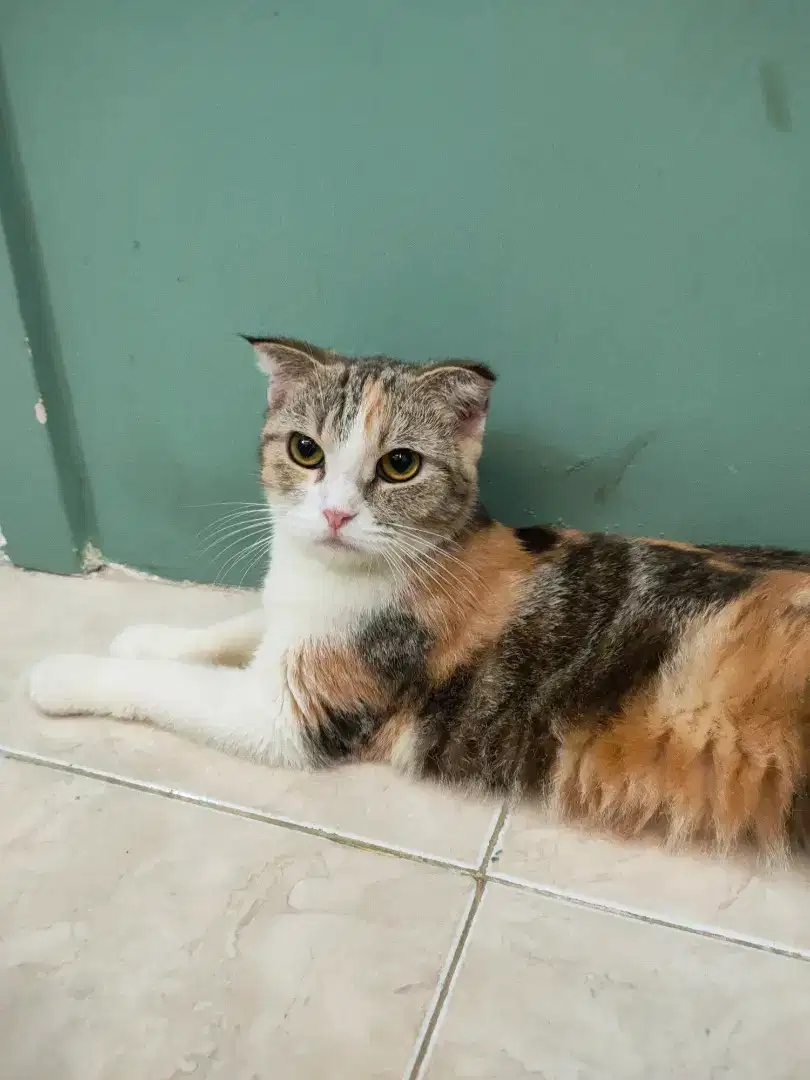 Kucing Betina Indukan Scotish fold warna calico