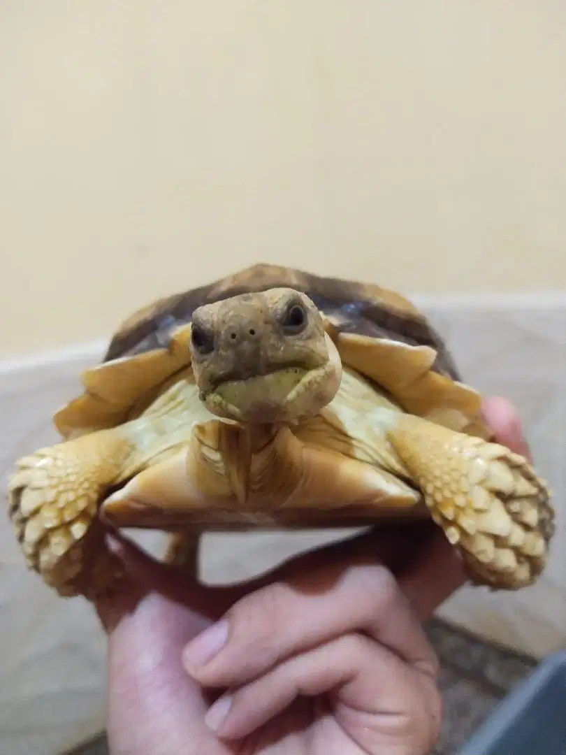 Kura Darat Sulcata overscute 15 cm