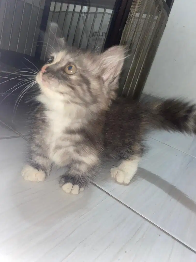 Kucing munchkin betina