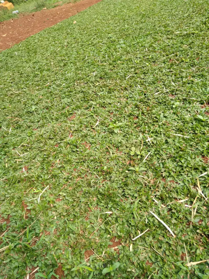 Rumput gajah mini