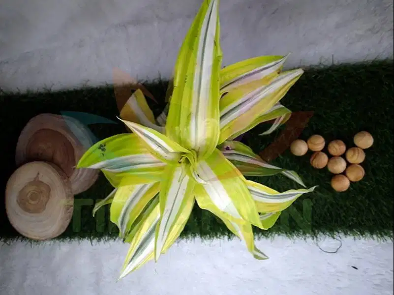 Tanaman Hias Dracaena Lemon / Dracena / Drasena Lime