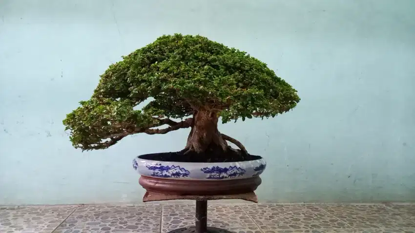 Bonsai SANCANG kelas kontes jadi