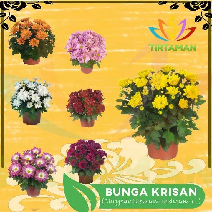 Tanaman hias Bunga Krisan / Aster Krissan / Chrysanthemum Indicum L.