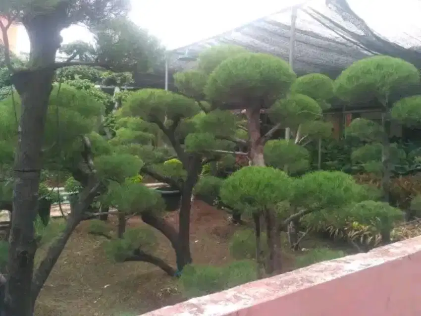 Tanaman hias bonsai cemara udang tinggi 1,5m