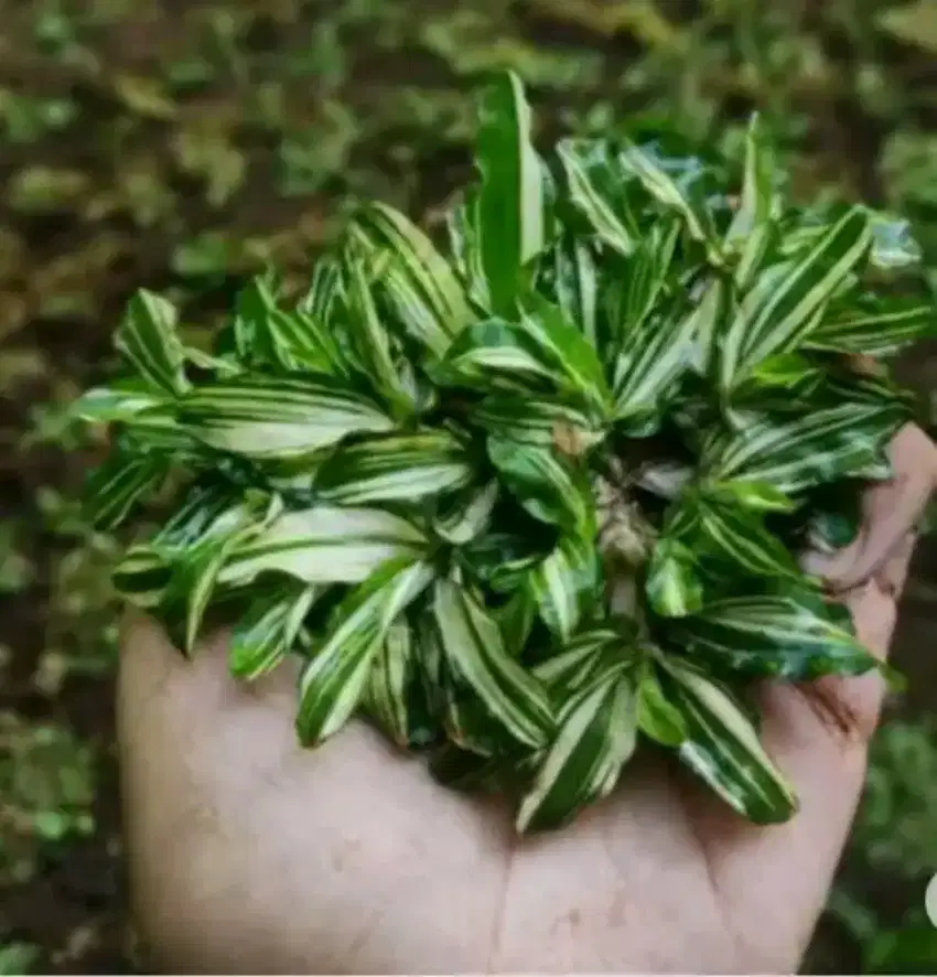 Rumput gajah mini varigata per 1 meter