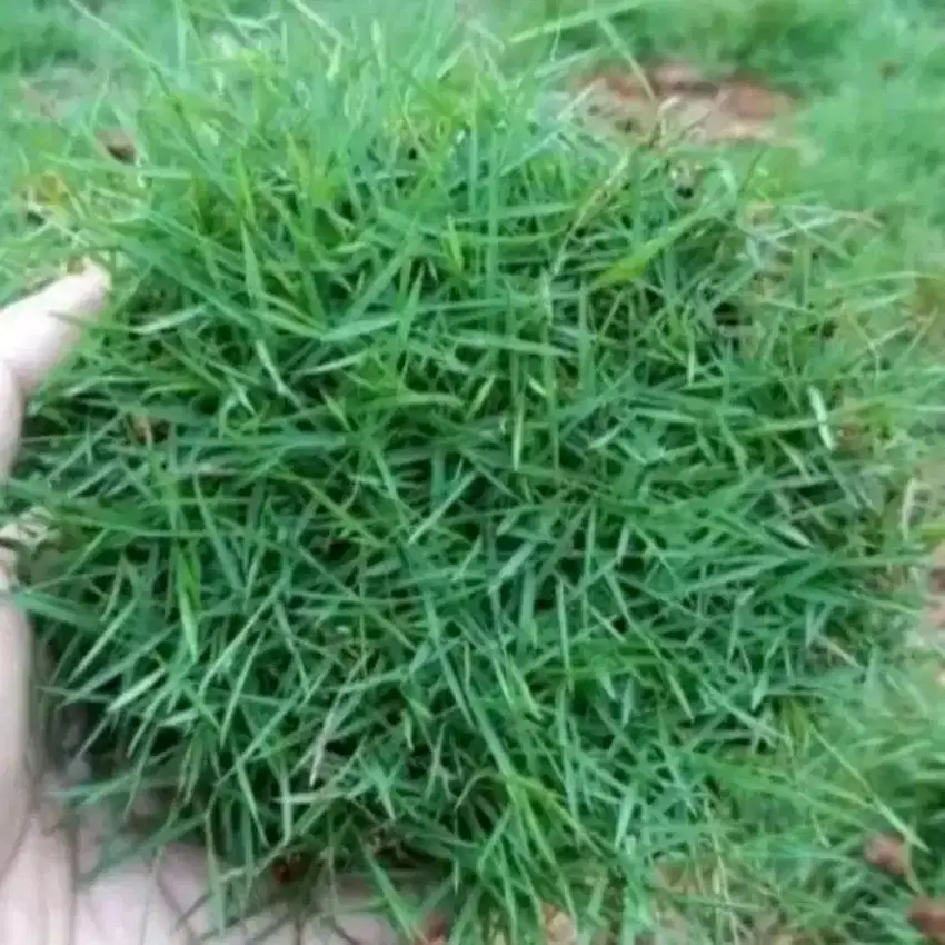 Rumput jepang berkualitas per 1 meter