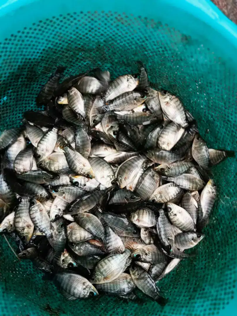 Jual bibit ikan nila hitam