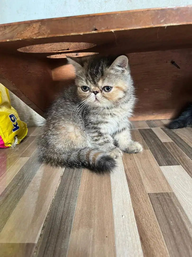 Kucing Exotic shorthair