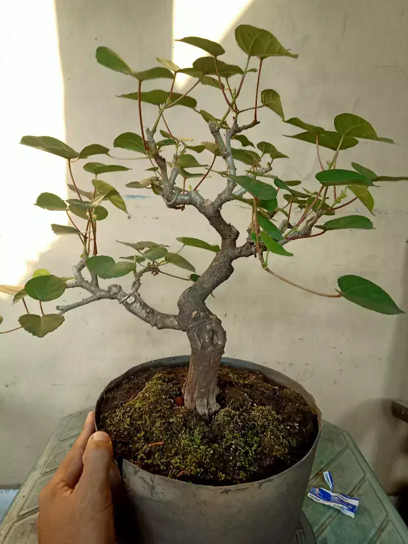 Bonsai waru lokal