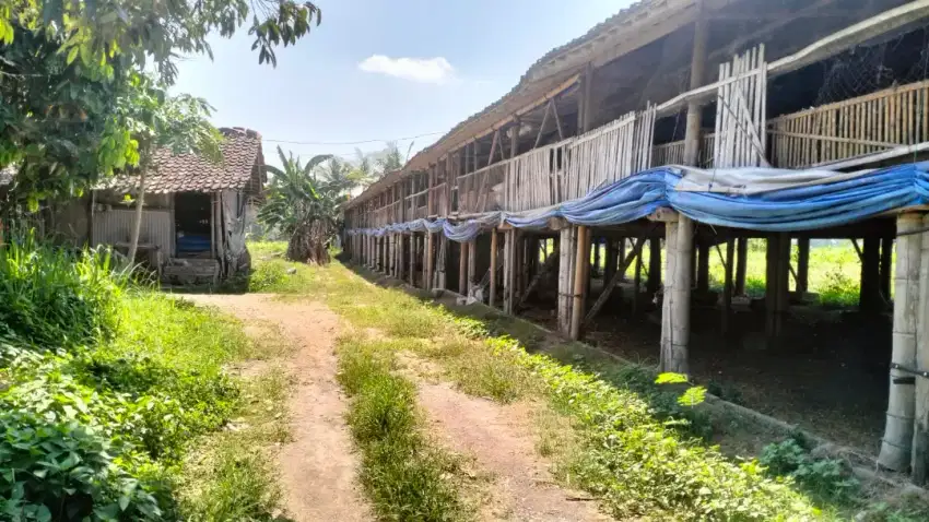 Dijual murah kandang ayam potong di selomartani Kalasan