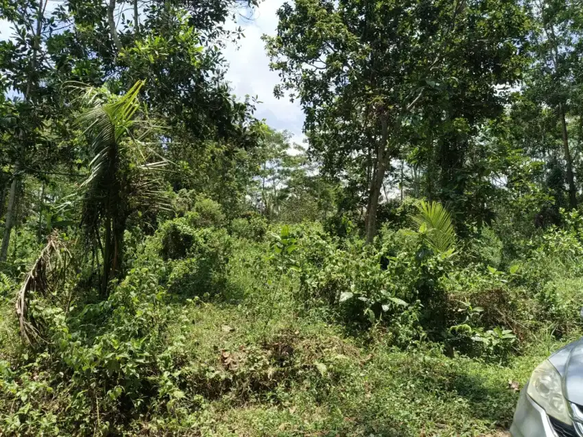 Tanah super murah lokasi Cocok untuk perkebunan di cangkringan