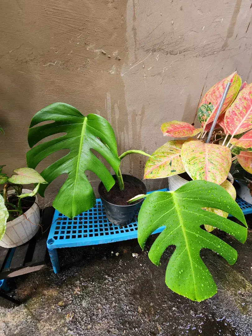 Tanaman Monstera Borsigiana